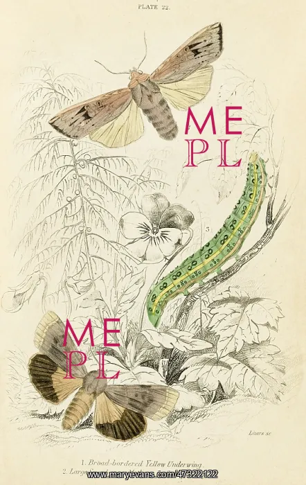: SWORD GRASS MOTH, Y.UND : SWORD GRASS MOTH, Y.UND