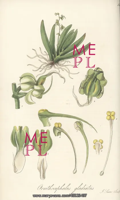 : Sword-leaved ornithocephalus orchid, Ornithocephalus : Sword-leaved ornithocephalus orchid, Ornithocephalus