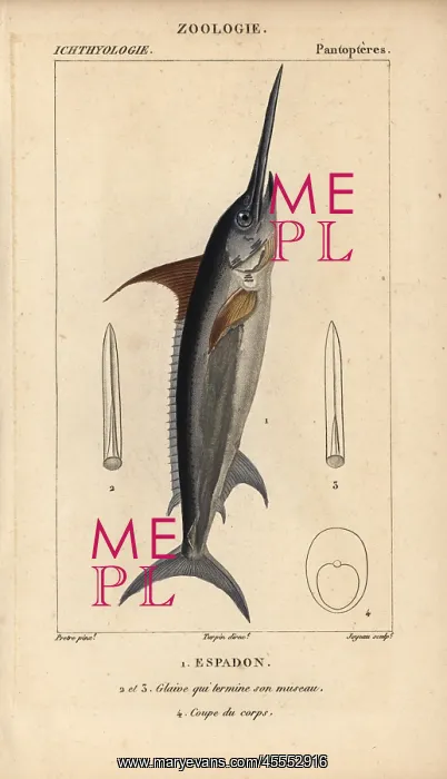 : Swordfish, Xiphias gladius : Swordfish, Xiphias gladius
