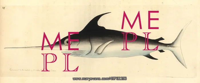: Swordfish, Xiphias gladius : Swordfish, Xiphias gladius