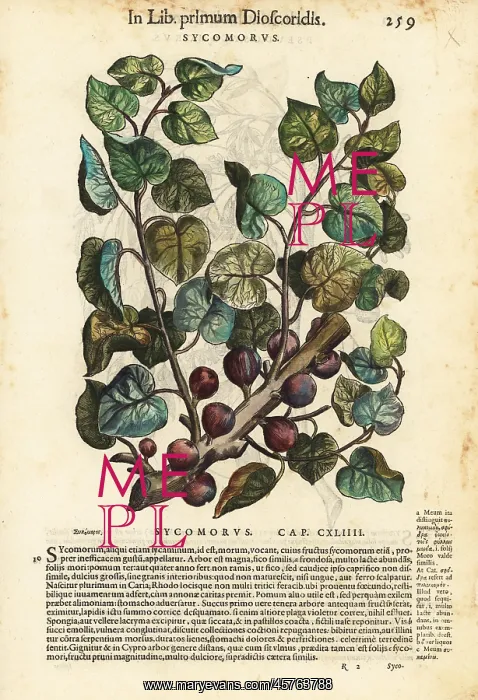 : Sycamore fig tree, Ficus sycomorus : Sycamore fig tree, Ficus sycomorus