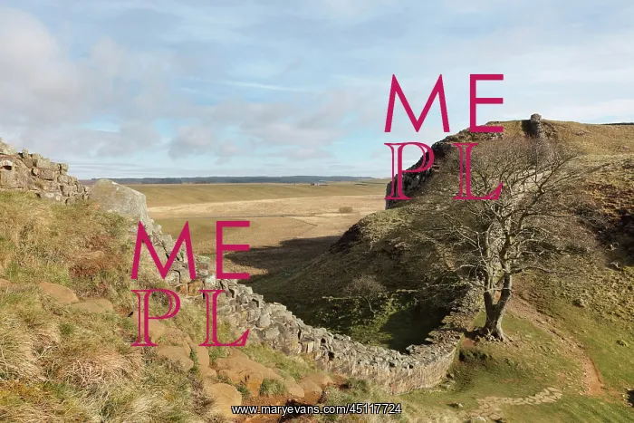  : Sycamore Gap, Hadrian's Wall, Northumberland, England