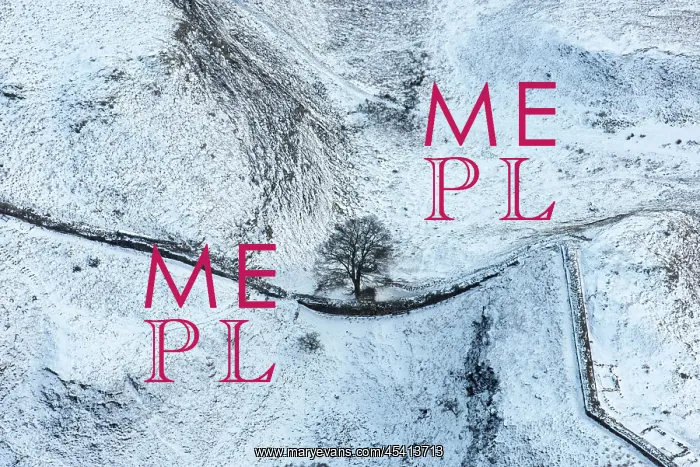 : Sycamore Gap Tree on Hadrians Wall in the snow : Sycamore Gap Tree on Hadrians Wall in the snow
