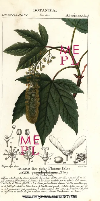 : Sycamore maple or planetree maple, Acer pseudoplatanus : Sycamore maple or planetree maple, Acer pseudoplatanus