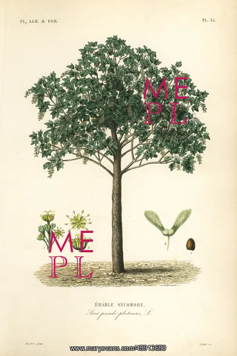 : Sycamore maple tree, Acer pseudoplatanas : Sycamore maple tree, Acer pseudoplatanas
