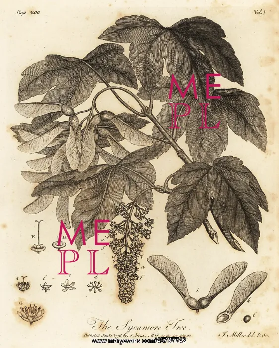 : Sycamore Tree, Acer pseudoplatanus : Sycamore Tree, Acer pseudoplatanus