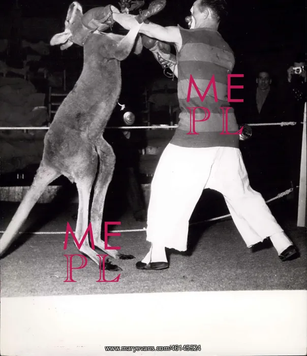 : Sydney, the boxing kangaroo, in Medrano Circus, Paris : Sydney, the boxing kangaroo, in Medrano Circus, Paris