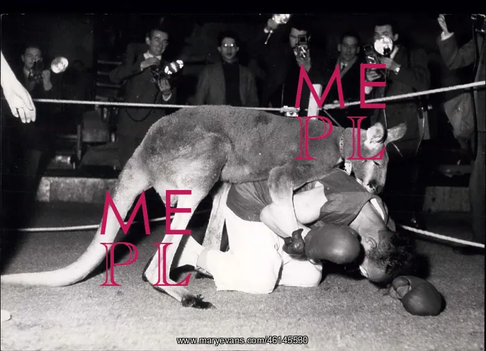 : Sydney, the boxing kangaroo, in Medrano Circus, Paris : Sydney, the boxing kangaroo, in Medrano Circus, Paris