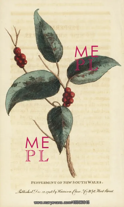 : Sydney peppermint, Eucalyptus piperita : Sydney peppermint, Eucalyptus piperita