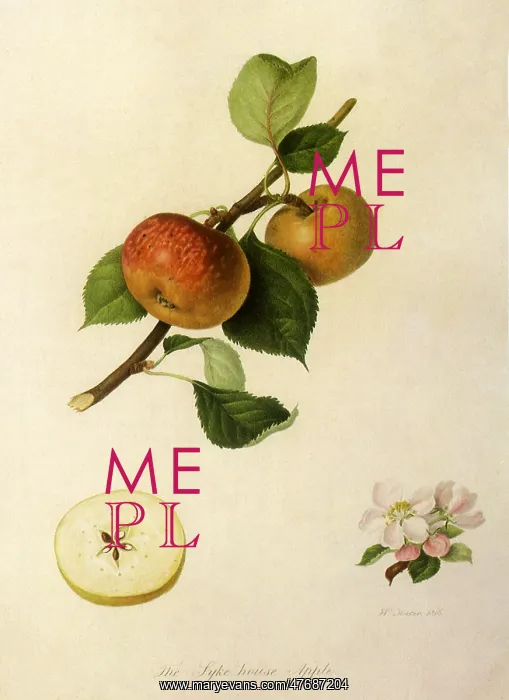 : Syke House Apples : Syke House Apples