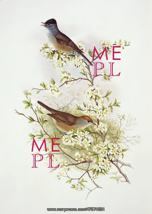 : Sylvia atricapilla, blackcap : Sylvia atricapilla, blackcap