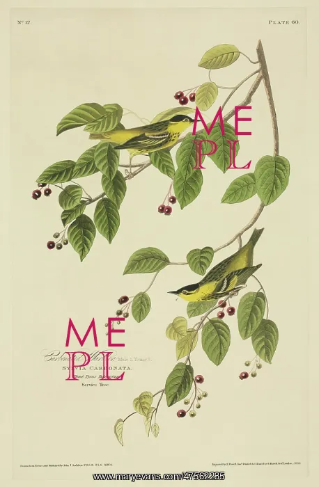 : Sylvia Carbanta, carbonated warbler : Sylvia Carbanta, carbonated warbler