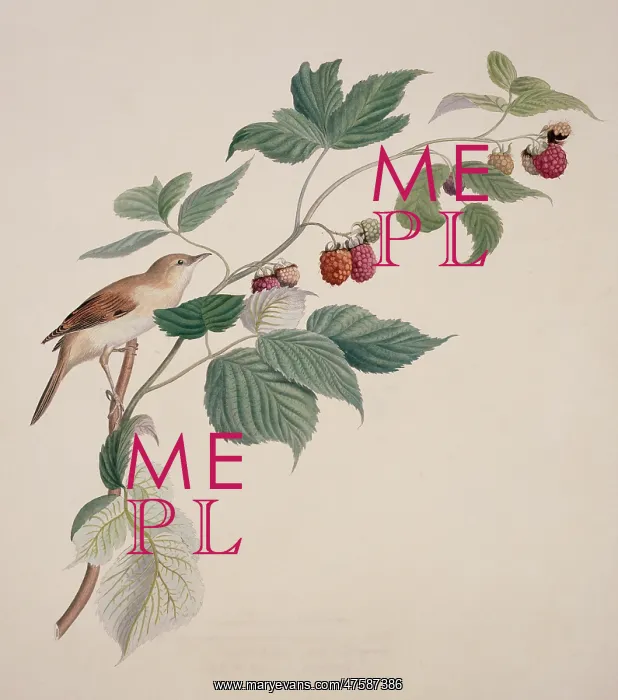 : Sylvia communis, greater whitethroat : Sylvia communis, greater whitethroat