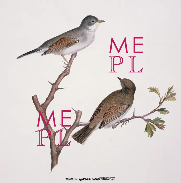 : Sylvia communis, greater whitethroat : Sylvia communis, greater whitethroat