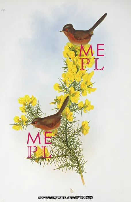 : Sylvia undata, Dartford warbler : Sylvia undata, Dartford warbler