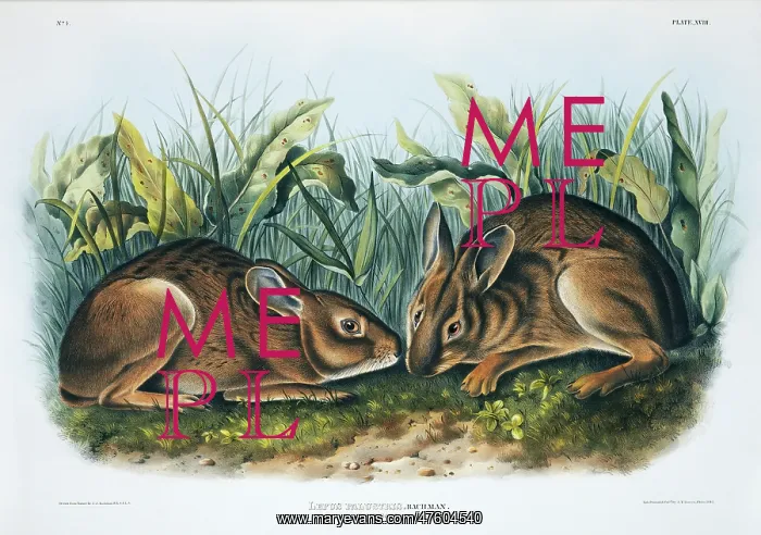 : Sylvilagus palustris, marsh rabbit : Sylvilagus palustris, marsh rabbit