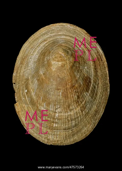 : Symmetrocapulus, limpet : Symmetrocapulus, limpet