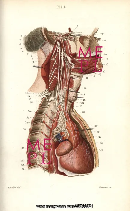 : Sympathetic nervous system in the cardiac plexus : Sympathetic nervous system in the cardiac plexus