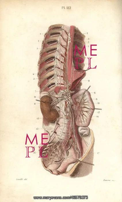 : Sympathetic nervous system in the thoracic : Sympathetic nervous system in the thoracic