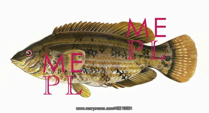  : Symphodus bailloni, or Baillon's Wrasse