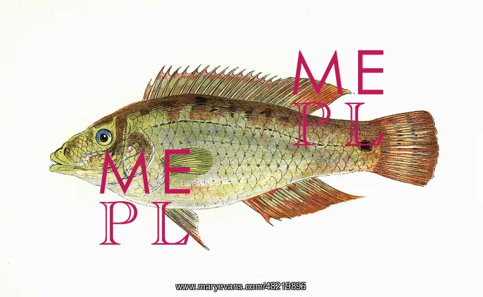 : Symphodus melops, or Corkwing Wrasse : Symphodus melops, or Corkwing Wrasse