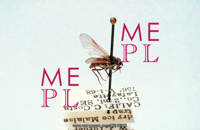 : Symphoromyia pachyceras, snipe fly : Symphoromyia pachyceras, snipe fly