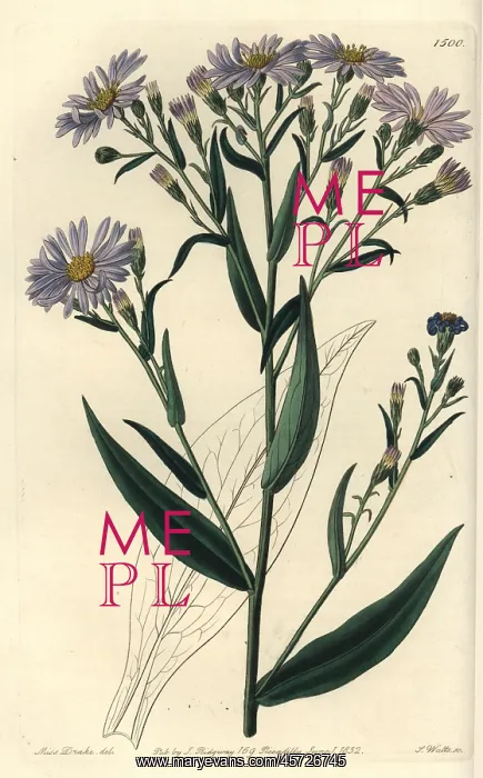 : Symphyotrichum laeve : Symphyotrichum laeve