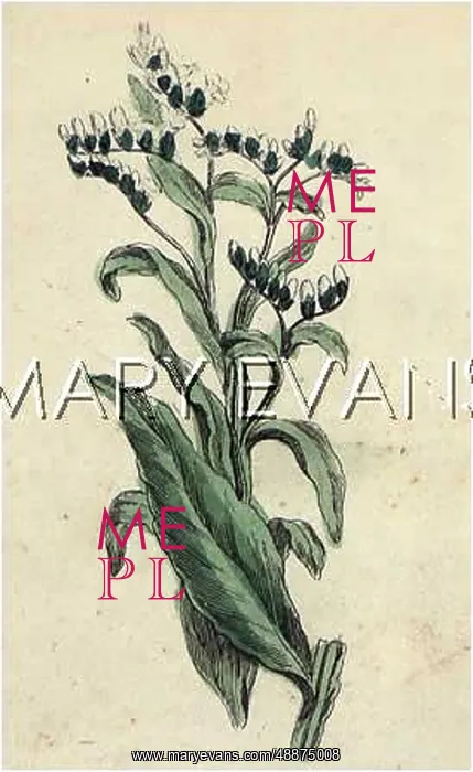  : SYMPHYTUM OFFICINALE