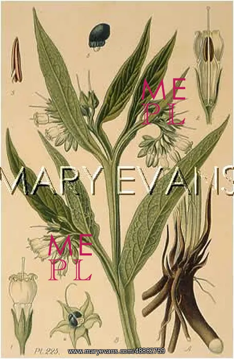  : SYMPHYTUM OFFICINALE