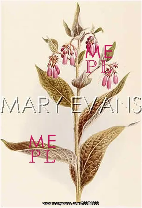  : SYMPHYTUM OFFICINALE