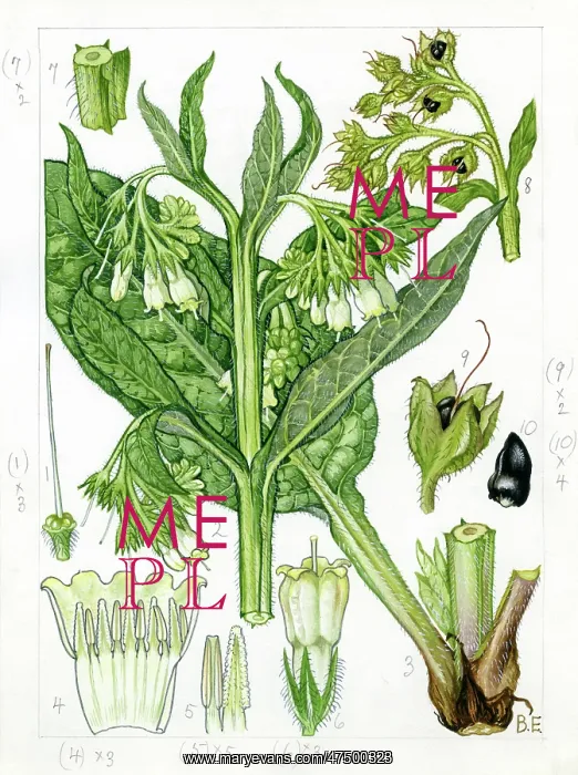 : Symphytum officinale - common comfrey : Symphytum officinale - common comfrey