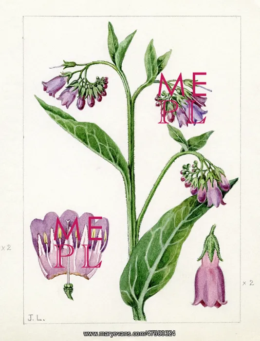 : Symphytum officinale - common comfrey : Symphytum officinale - common comfrey