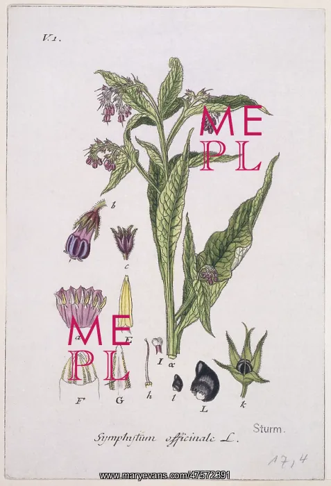 : Symphytum officinale, common comfrey : Symphytum officinale, common comfrey