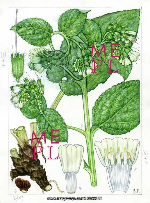 : Symphytum orientale - white comfrey : Symphytum orientale - white comfrey