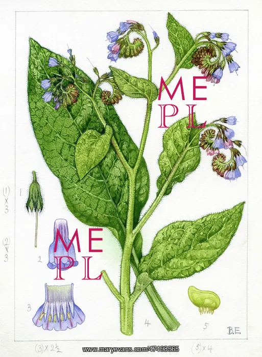 : Symphytum peregrinum - comfrey : Symphytum peregrinum - comfrey