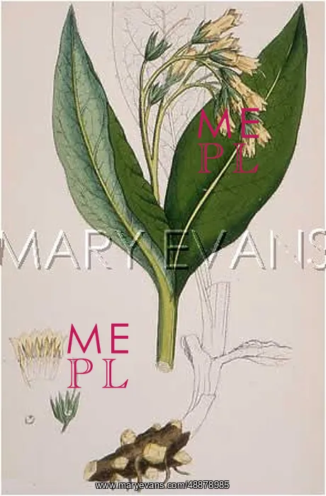  : SYMPHYTUM TUBEROSUM