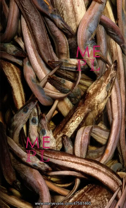 : Synaphobranchus kaupi, arrowtooth eel : Synaphobranchus kaupi, arrowtooth eel