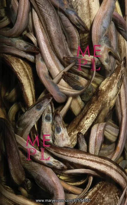 : Synaphobranchus kaupi, arrowtooth eel : Synaphobranchus kaupi, arrowtooth eel