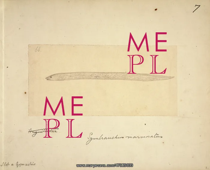 : Synbranchus marmoratus, swamp eel : Synbranchus marmoratus, swamp eel