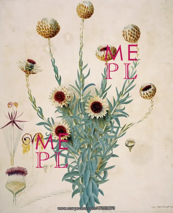 : Syncarpha vestita, Cape everlasting : Syncarpha vestita, Cape everlasting