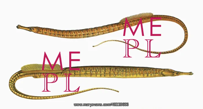 : Syngnathus aequoreus, or Ocean Pipefish : Syngnathus aequoreus, or Ocean Pipefish