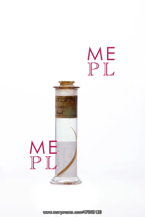 : Syngnathus crinitus, insular pipefish : Syngnathus crinitus, insular pipefish