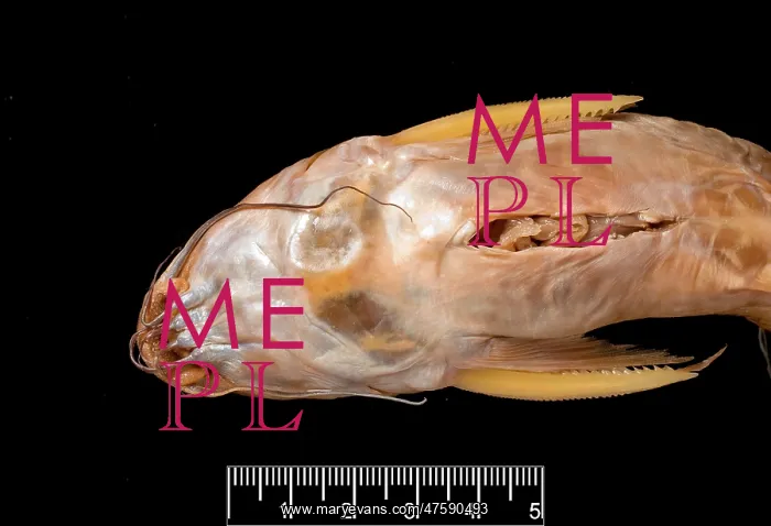 : Synodontis maculipinna, catfish : Synodontis maculipinna, catfish