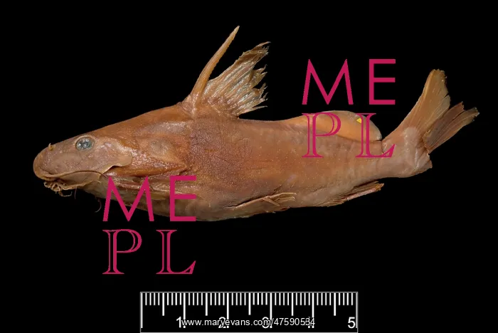 : Synodontis maculipinna, catfish : Synodontis maculipinna, catfish
