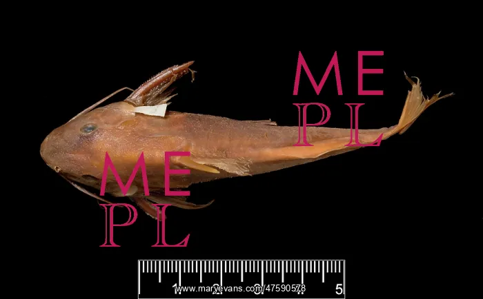 : Synodontis maculipinna, catfish : Synodontis maculipinna, catfish