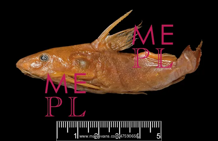 : Synodontis maculipinna, catfish : Synodontis maculipinna, catfish