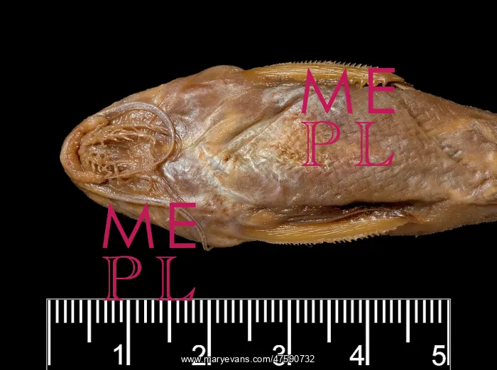 : Synodontis maculipinna, catfish : Synodontis maculipinna, catfish