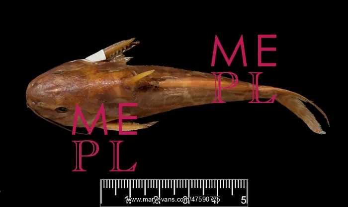 : Synodontis maculipinna, catfish : Synodontis maculipinna, catfish