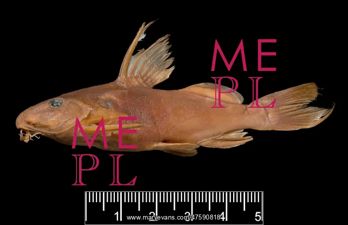 : Synodontis maculipinna, catfish : Synodontis maculipinna, catfish