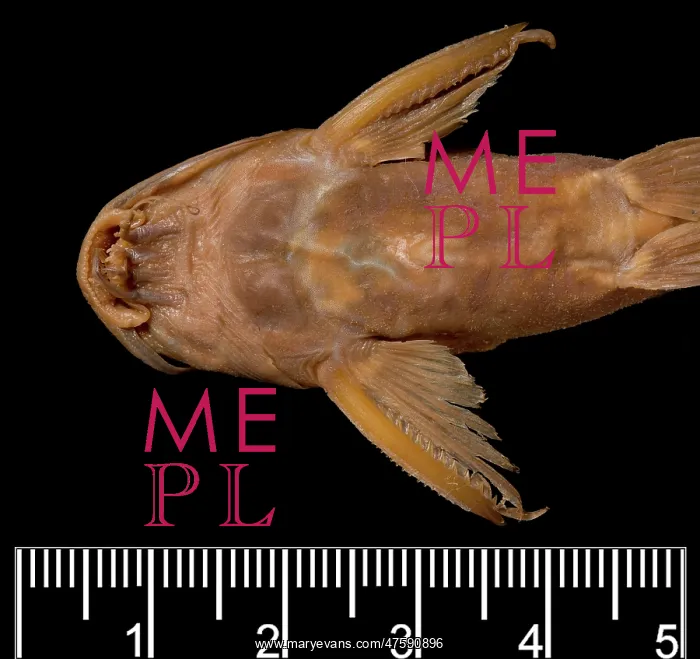 : Synodontis maculipinna, catfish : Synodontis maculipinna, catfish